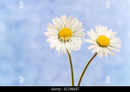 Deux fleurs de Bellis perennis avec fond texturé Banque D'Images
