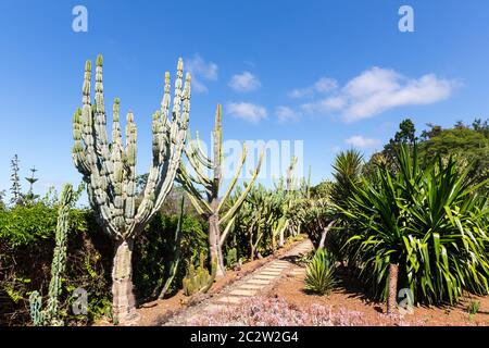 Chemin des cactus dans le jardin contre le ciel bleu, le Portugal, Madère Banque D'Images