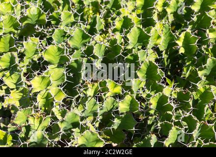 Peu de Vert Cactus dans le jardin contexte Banque D'Images