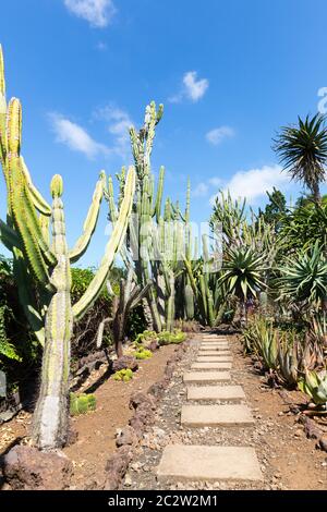 Chemin des cactus dans le jardin contre le ciel bleu, le Portugal, Madère Banque D'Images