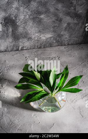 Feuilles vertes pivoines dans vase sphérique en verre avec eau sur fond de pierre texturée, vue en angle Banque D'Images