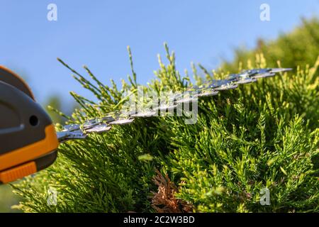 lames coupantes d'un taille-haie électrique sans fil compact, outil léger portable coupant des branches dans le jardin, taille de gros plans des haies et des buissons, travail en intérieur Banque D'Images