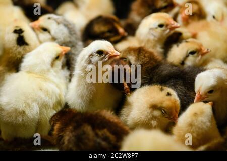 Beaucoup de petits poulets jaunes et noirs adorables dorment et regardent curieux à la ferme, Chicks oiseaux fond Banque D'Images