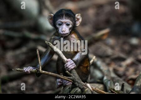 Salem, Allemagne. 18 juin 2020. Un bébé singe berbère, âgé de quelques semaines seulement, se tient à une branche sèche. Le bébé singe est le premier à être né cette année sur APE Mountain. L'Affenberg est la plus grande enceinte de singes d'Allemagne. Credit: Felix Kästle/dpa/Alay Live News Banque D'Images