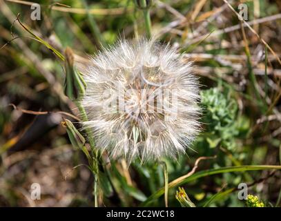 Dandelion sauvage est allé à la graine Banque D'Images