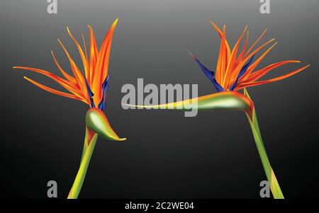 Strelitzia reginae, oiseau de paradis ou grue fleur illustration réaliste de vecteur. Plante exotique avec des pétales orange et violet de différentes visulaces Illustration de Vecteur