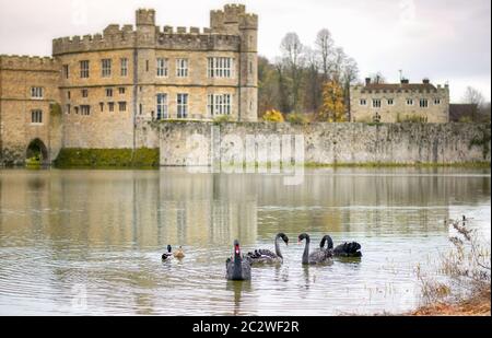 Cygnes noirs sur le terrain du château de Leeds Banque D'Images