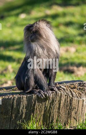 Macaque à queue de lion sur un tronc d'arbre Banque D'Images