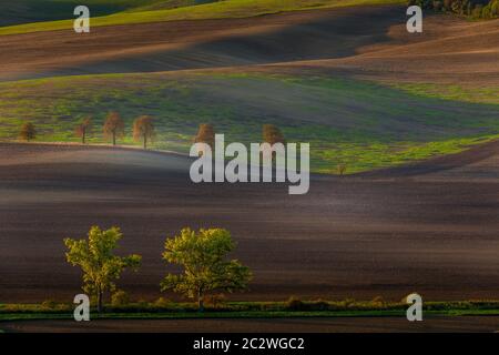 Rangée de châtaignes entre des champs dans un paysage d'automne ondulée à l'aube. Karlin, South Moravia, République Tchèque Banque D'Images