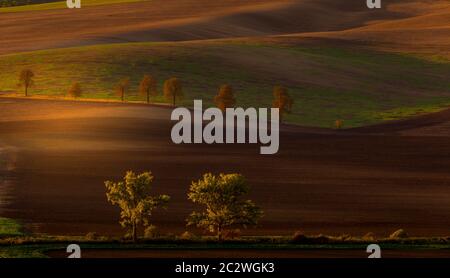 Rangée de châtaignes entre des champs dans un paysage d'automne ondulée à l'aube. Karlin, South Moravia, République Tchèque Banque D'Images