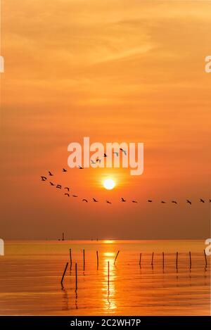 Mouettes volantes en ligne à travers le soleil au coucher du soleil Banque D'Images