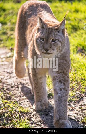 Chat Lynx Avec Des Oreilles Pointues Sur Le Vagabondage Photo Stock Alamy