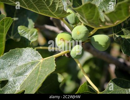 Les figues sur un figuier mûrissent au soleil Banque D'Images