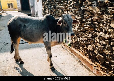 Vache sur une allée à Udaipur, Inde Banque D'Images