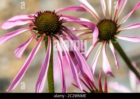 Echinacea pallida fleurit en pleine floraison Banque D'Images