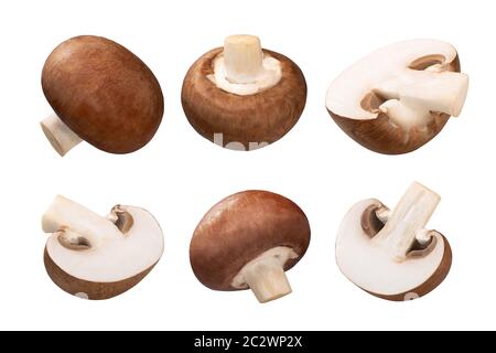 Champignons Portobello (Agaricus bisporus les fructifications), isolé, Banque D'Images