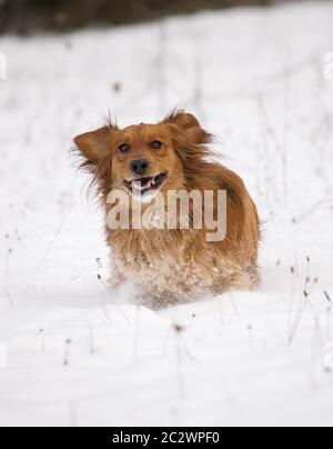 Joli chien de Dachshund qui court dans la neige blanche. Banque D'Images