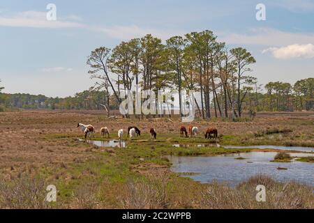 Poneys sauvages se nourrissant dans une zone humide côtière dans la réserve naturelle nationale de Chincoteague en Virginie Banque D'Images