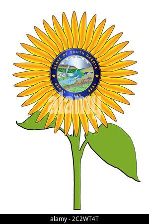 La tête d'une grande plante de tournesol isolée sur un fond blanc avec le sceau de l'état des États-Unis du Dakota du Sud un état de culture de tournesol majeur Banque D'Images