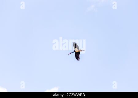 Des profils cigogne noire (Ciconia nigra) en vol pendant la migration du printemps sur l'île grecque de Lesbos. Banque D'Images