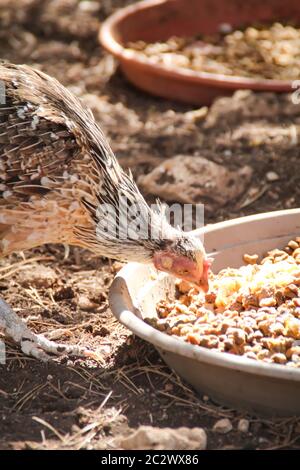 un poulet mangeant d'un bol à l'ombre des arbres Banque D'Images