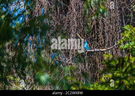 rouleau européen (coracias garrulus) dans l'arbre. Delta du Danube Roumanie Banque D'Images