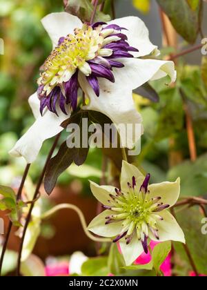 Fleur mature et immature de la plante semi-rigide, été à automne Floraison grimpante ornementale, Clematis florida var. Sieboldiana 'Viennetta' Banque D'Images