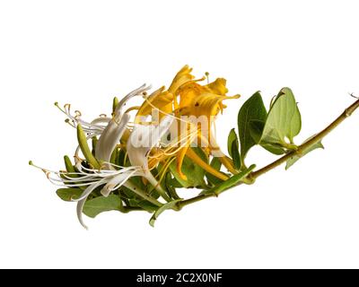 Fleurs jaunes fécondées et blanches non fertilisées du grimpeur vergreen, Lonicera japonica 'Hall's Prolific', Japanese Honeysuckle Banque D'Images