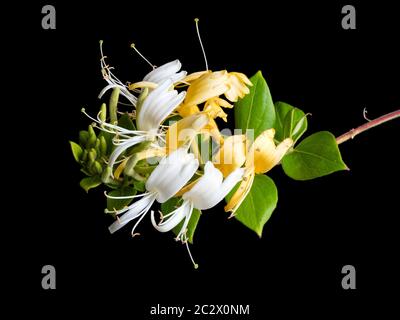 Fleurs jaunes fécondées et blanches non fertilisées du grimpeur vergreen, Lonicera japonica 'Hall's Prolific', Japanese Honeysuckle Banque D'Images