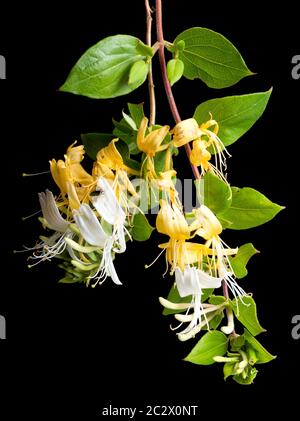 Fleurs jaunes fécondées et blanches non fertilisées du grimpeur vergreen, Lonicera japonica 'Hall's Prolific', Japanese Honeysuckle Banque D'Images