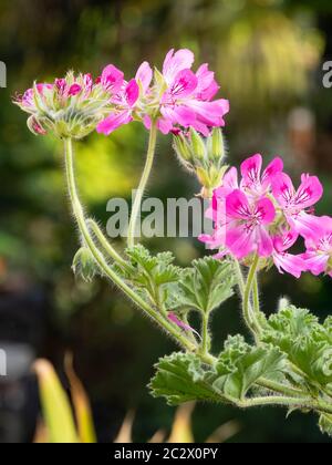 Fleurs d'été roses du géranium parfumé à feuilles, Pelargonium 'Pink capitatum' Banque D'Images