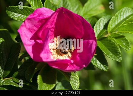 Une abeille Bumble à queue blanche rassemble le pollen des anthères dans la fleur d'une Rose japonaise. Ces membres naturalisés de la famille de la rose sont communs Banque D'Images