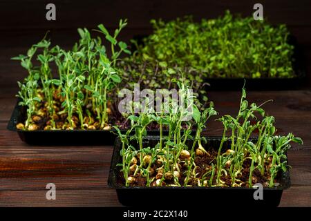 Mélange de Microgreens dans une boîte sur fond de table en bois. Banque D'Images