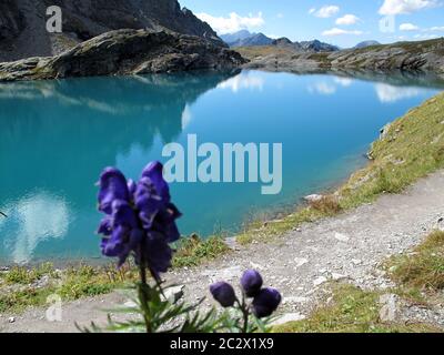 les sommets de montagne gris, les nuages de coton et un ciel bleu profond se reflètent dans le lak alpin turquoise ensoleillé avec des sentiers de randonnée et la fleur bleue de monkshood Banque D'Images