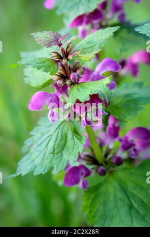 une ortie pourpre avec des fleurs pourpres dans un pré Banque D'Images