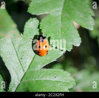 Un coccinelle, HerrgottskÃ¤fer sur une feuille Banque D'Images