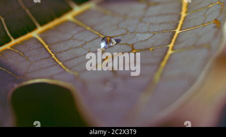 Lignes de vie d'une photo macro Leaf Banque D'Images