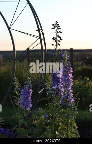 Delphiniums à côté d'un jardin monument en pleine floraison dans le jardin Banque D'Images