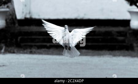 Photographie en noir et blanc d'un pigeon 'symbole d'espoir et de paix' volant à basse altitude Banque D'Images