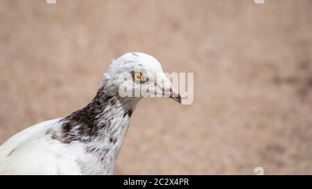 photographie de gros plan du pigeon blanc Banque D'Images