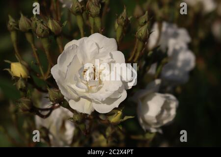 Un gros plan de la blanc rambling rector grimpant rose en fleur et avec des bourgeons Banque D'Images