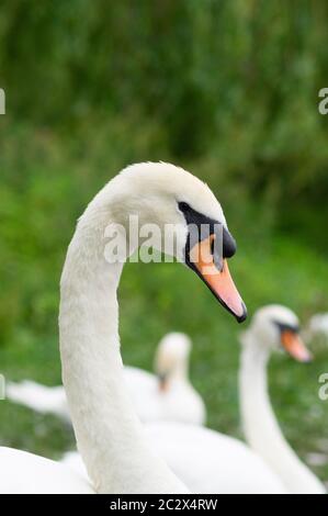 Muet tête de cygne et cou avec d'autres cygnes en arrière-plan - Cygnus color, flock, blanc Banque D'Images