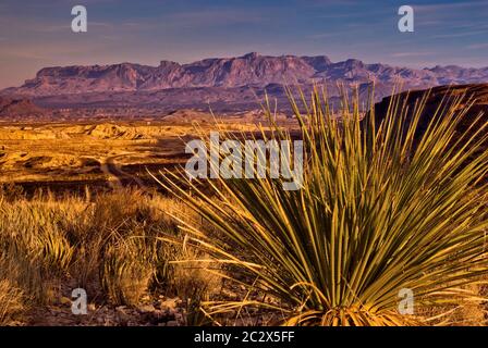 Chisos Mountains à 20 miles à l'est de la Highway 170, au coucher du soleil, avec des plantes sotol en premier plan dans le désert de Chihuahuan, parc national de Big Bend, Texas USA Banque D'Images