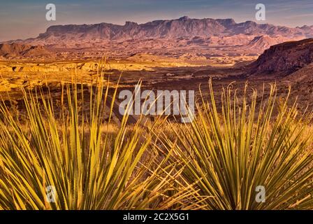 Chisos Mountains, 20 miles à l'est, au coucher du soleil, plantes sotol en premier plan, désert de Chihuahuan, parc national de Big Bend, Texas, États-Unis Banque D'Images