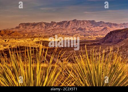 Chisos Mountains, 20 miles à l'est, au coucher du soleil, plantes sotol en premier plan, désert de Chihuahuan, parc national de Big Bend, Texas, États-Unis Banque D'Images