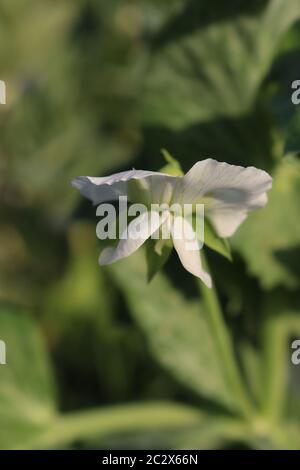 Une mange blanche a tout de fleur de pois Banque D'Images