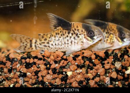 un poisson-chat de réservoir se trouve sur le gravier dans l'aquarium Banque D'Images