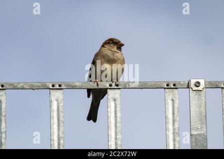 un moineau est assis sur un pare-neige, une gouttière sur le toit d'une maison Banque D'Images