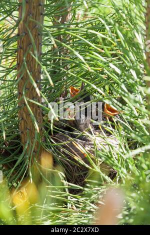 Nid d'oiseau caché dans des branches de pin lors d'une journée d'été dans la forêt, de petits enfants avec des chênes jaunes ouverts attendent la nourriture et le soutien de leurs parents Banque D'Images