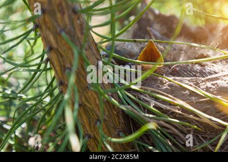 Un gros plan d'une bouche jaune ouverte - le bec d'un peu nichée sur un pin vert. Une nouvelle génération d'oiseaux de couvain au début du printemps qui mûrissent au cours du Th Banque D'Images
